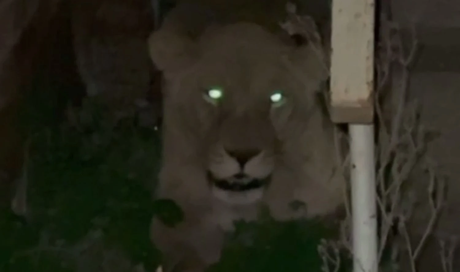 Патрульні Хмельницького показали кадри пошуків левиць, що втекли з реабілітаційного центру