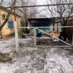 Українські Національні Новини (УНН)