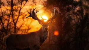 На Київщині браконьєр застрелив шляхетного оленя з Книги рекордів України