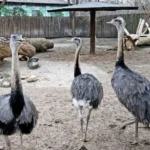 У Білій Церкві перевіряють можливе неналежне утримання страуса