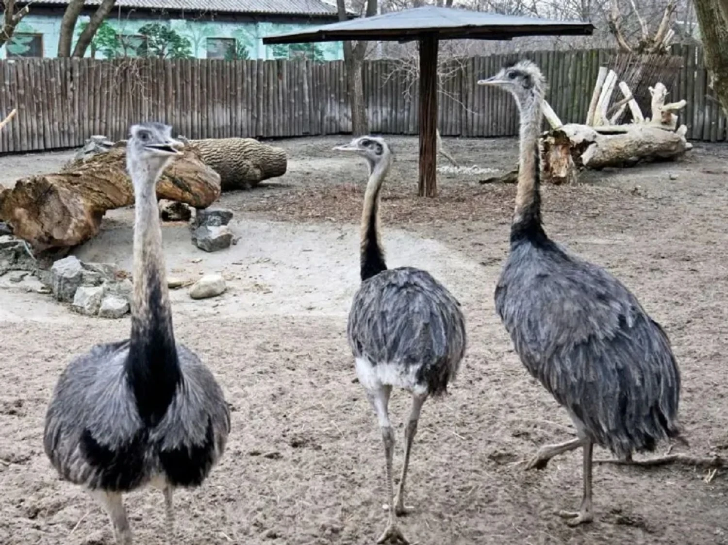 У Білій Церкві перевіряють можливе неналежне утримання страуса