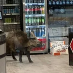 У Берліні дикий кабан забіг до торгового центру – ЗМІ