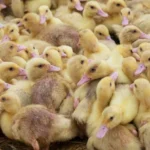 У Чехії ліквідують ферму, де тримали 10 тис. качок, через пташиний грип