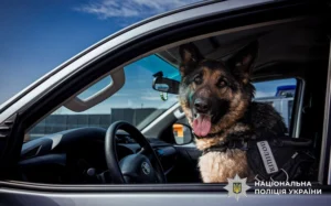 На службі у поліції майже 900 собак - розкрили деталі їх роботи