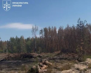 На Львівщині викрили схему вирубки лісу на 103 млн грн, підозрюваний депутат - Генпрокурор