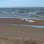 На естонське узбережжя винесло уламок крила українського безпілотника