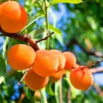 Українські Національні Новини (УНН)