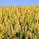 Україна розпочала практичний етап підготовки до вступу в ЄС, за аграрним блоком необхідно виконати 16 індикаторів - Мінекономіки
