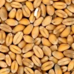 Окупанти маскують паливо в зерновозах для постачання на фронт - ЦНС